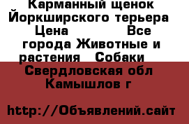 Карманный щенок Йоркширского терьера › Цена ­ 30 000 - Все города Животные и растения » Собаки   . Свердловская обл.,Камышлов г.